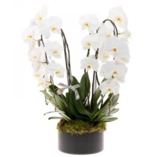 Orchid Flower Arrangement