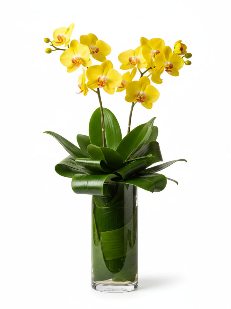 The Manhattan Orchid